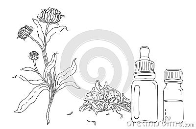 Botanical illustration of Calendula flower, leaves, petals and bottles of oil or tincture in vector Vector Illustration